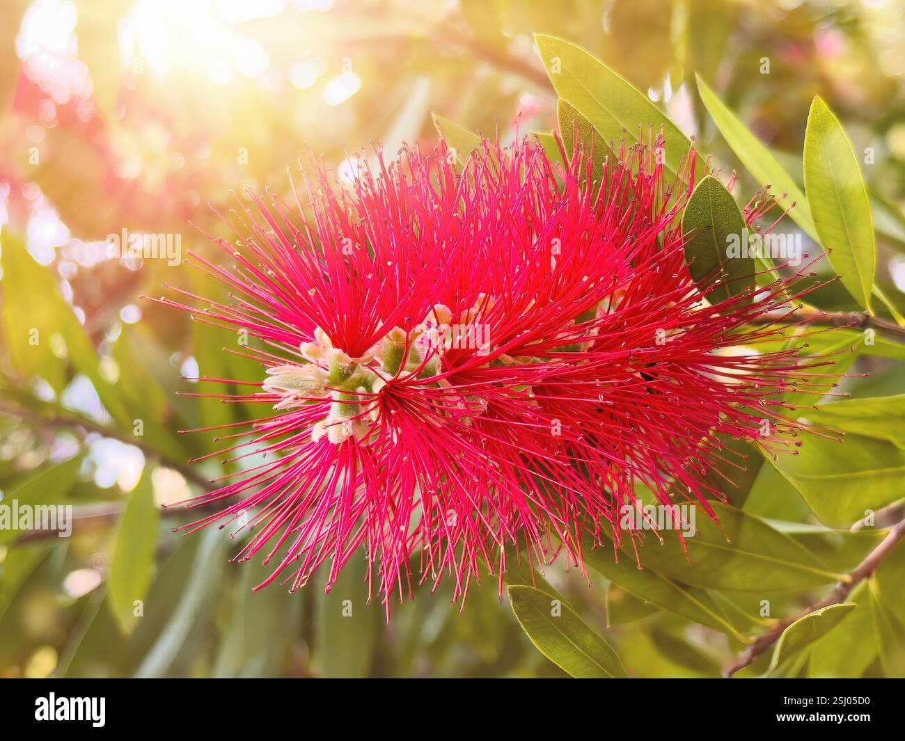 Red bottlebrush plant. Melaleuca citrina, the crimson bottlebrush native to Australia. Stock Photo