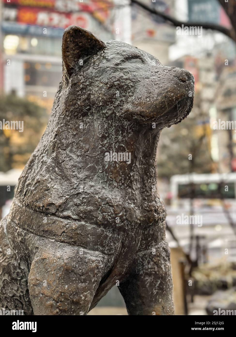 Bronze statue of Hachikō at Shibuya Station in Tokyo, Japan. Hachiko was a Japanese Akita dog, remembered for his loyalty to his owner Hidesaburō Ueno - Smartphone Captured Stock Image