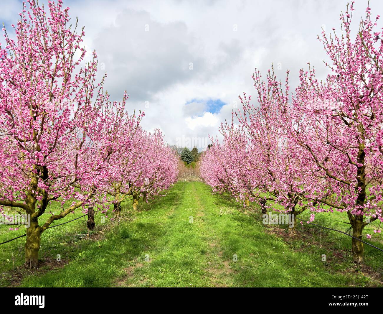 Pink peach blossoms in springtime. Peach flowers on Prunus persica trees, peach plantation. - Smartphone Captured Stock Image