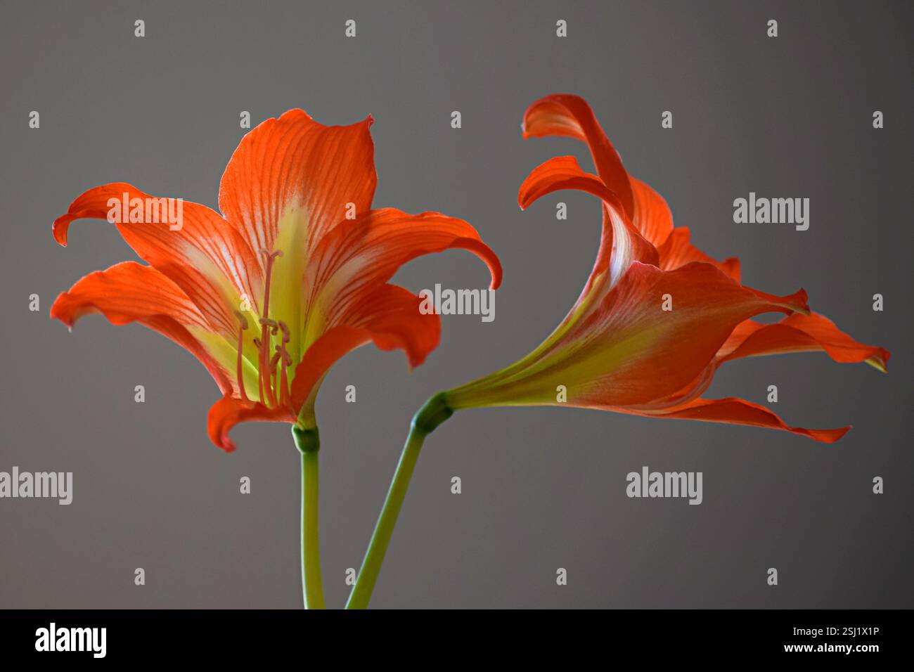 Hippeastrum puniceum hi-res stock photography and images - Alamy