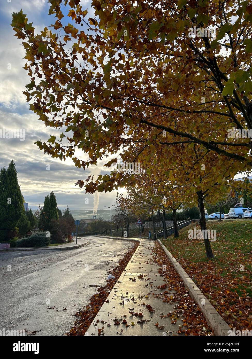 A cloudy autumnal morning and a tree with fallen orange leaves - Smartphone Captured Stock Image