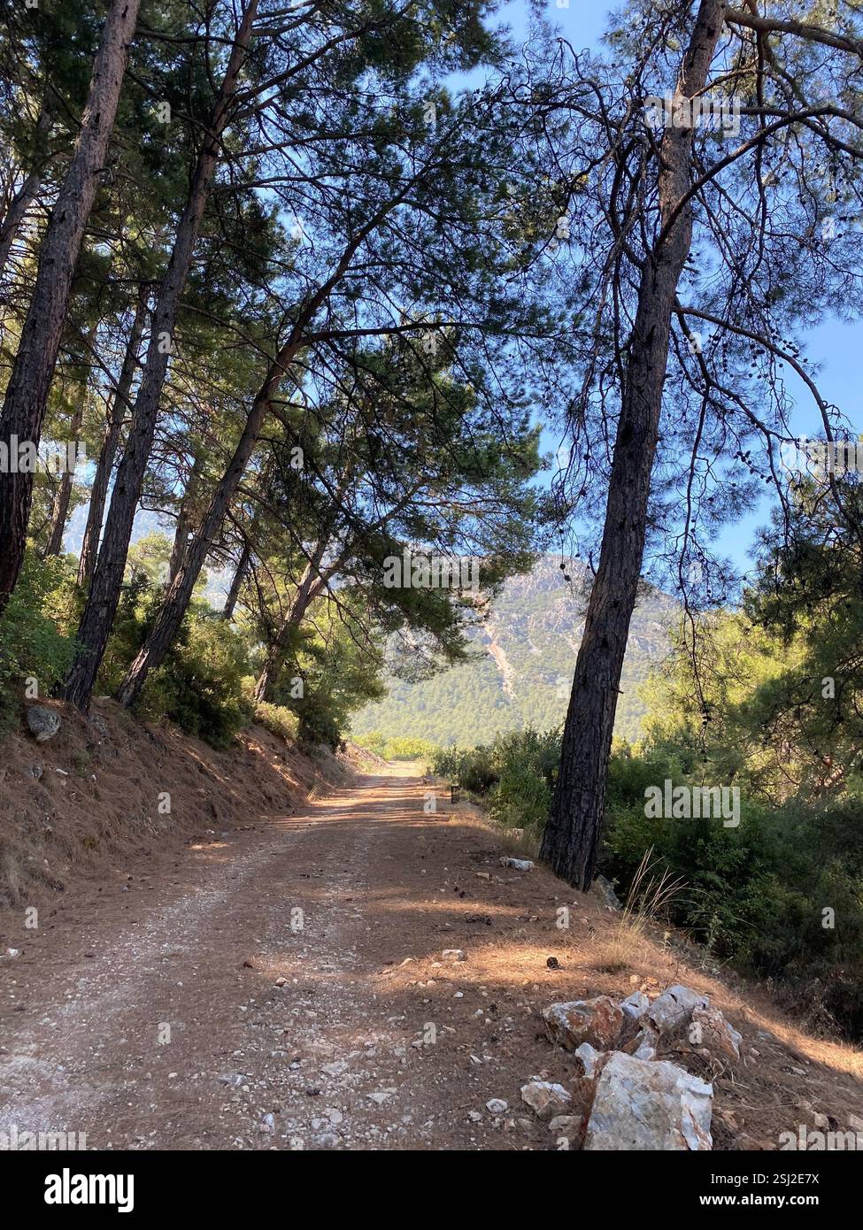 A scenic mountain track surrounded by tall trees - Smartphone Captured Stock Image