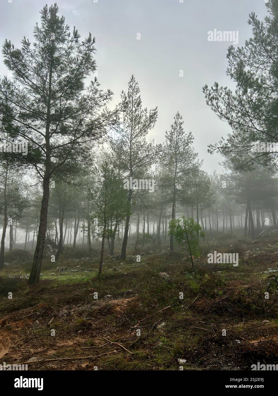 A foggy winter morning within the trees of a forest - Smartphone Captured Stock Image