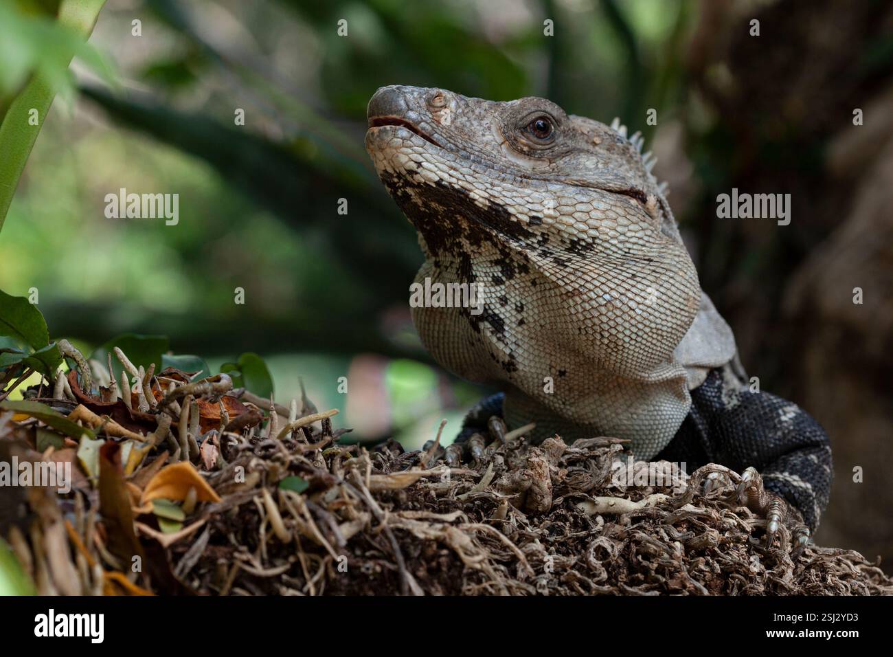 iguana perched on a branch Stock Photo