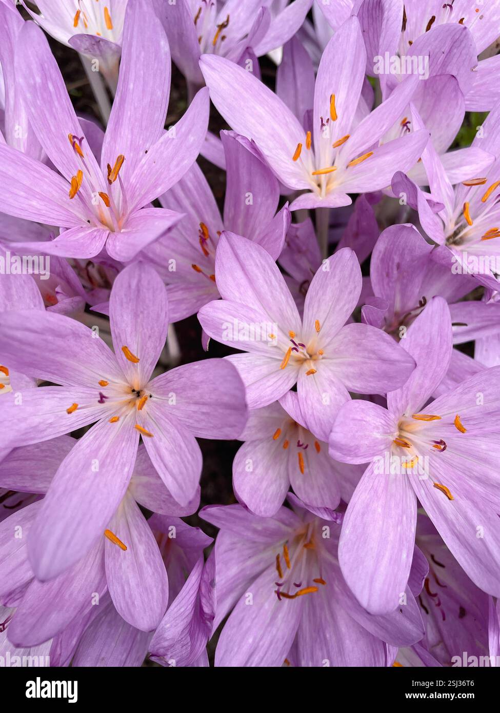 Close-up shot of a autumn crocus flowers showing off their delicate petals and bright orange stamens. - Smartphone Captured Stock Image
