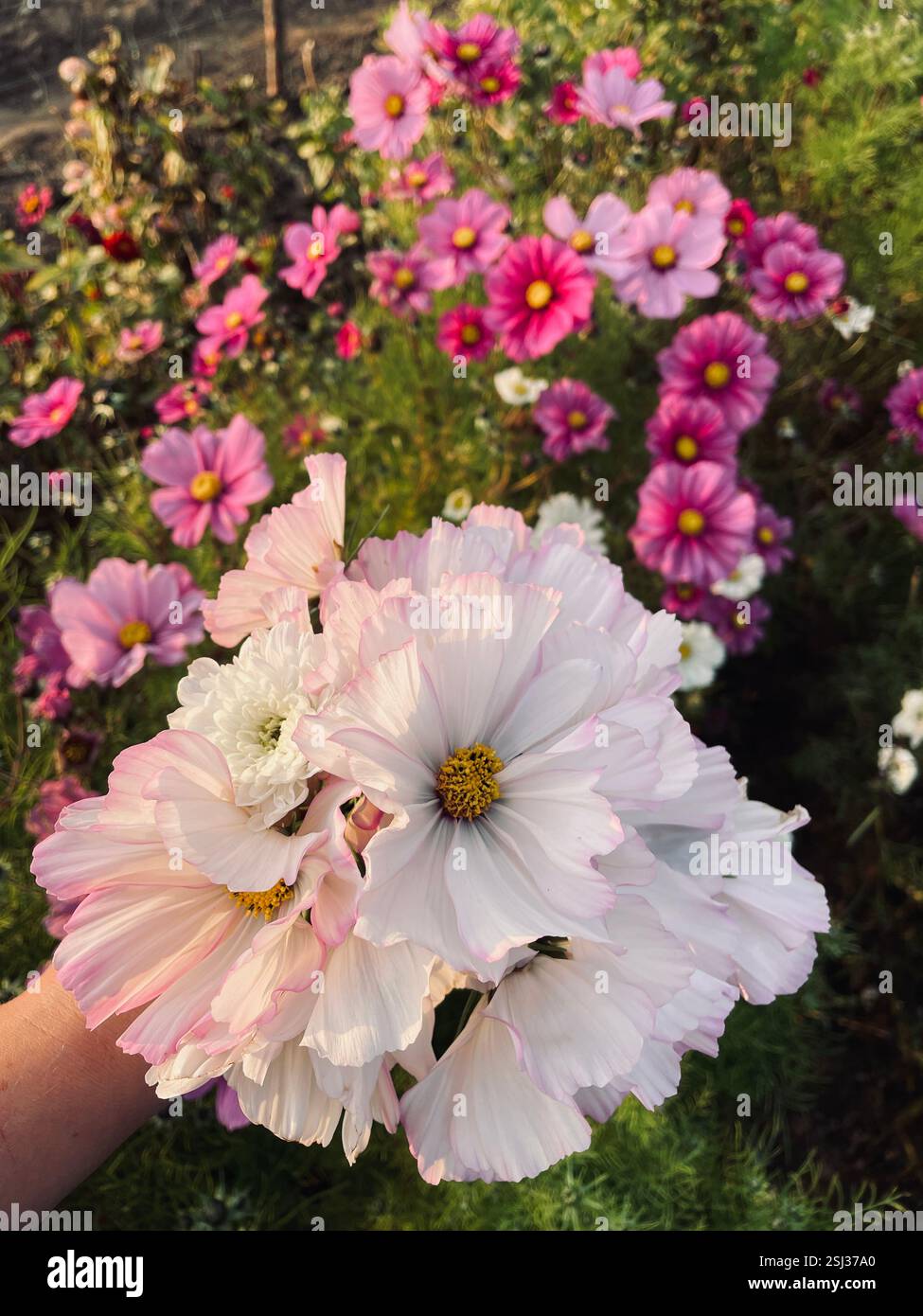 Hand holds a bouquet of delicate cosmos flowers, with a field of pink cosmos blooming in the background, evoking a sense of natural beauty. - Smartphone Captured Stock Image