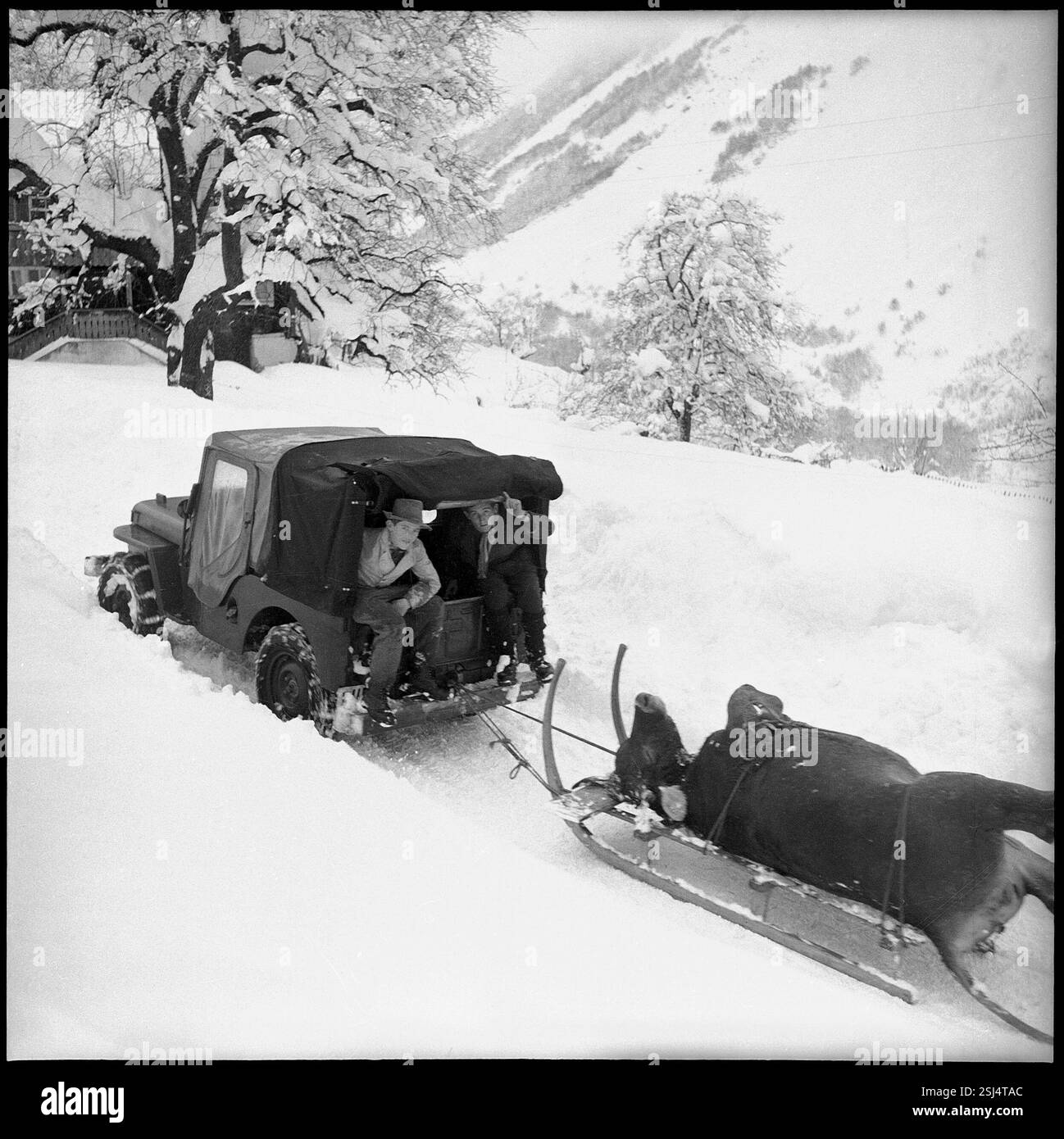 Lawine in Spiringen, Schächental: Männer bringen tote Kuh weg; 1954# ...
