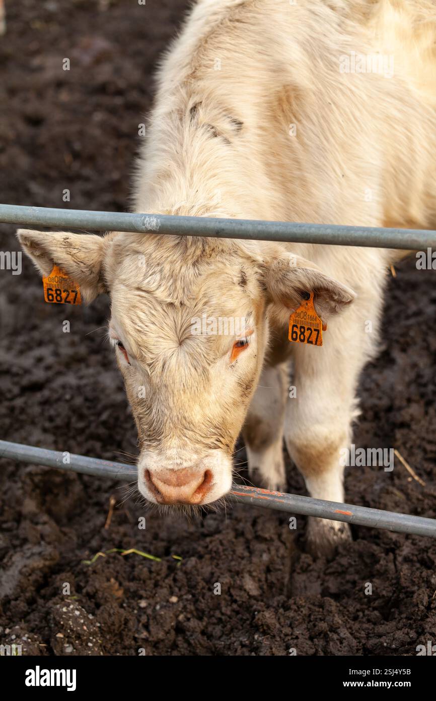 A young Charolais calf marked with an ear tag, exploring its natural ...