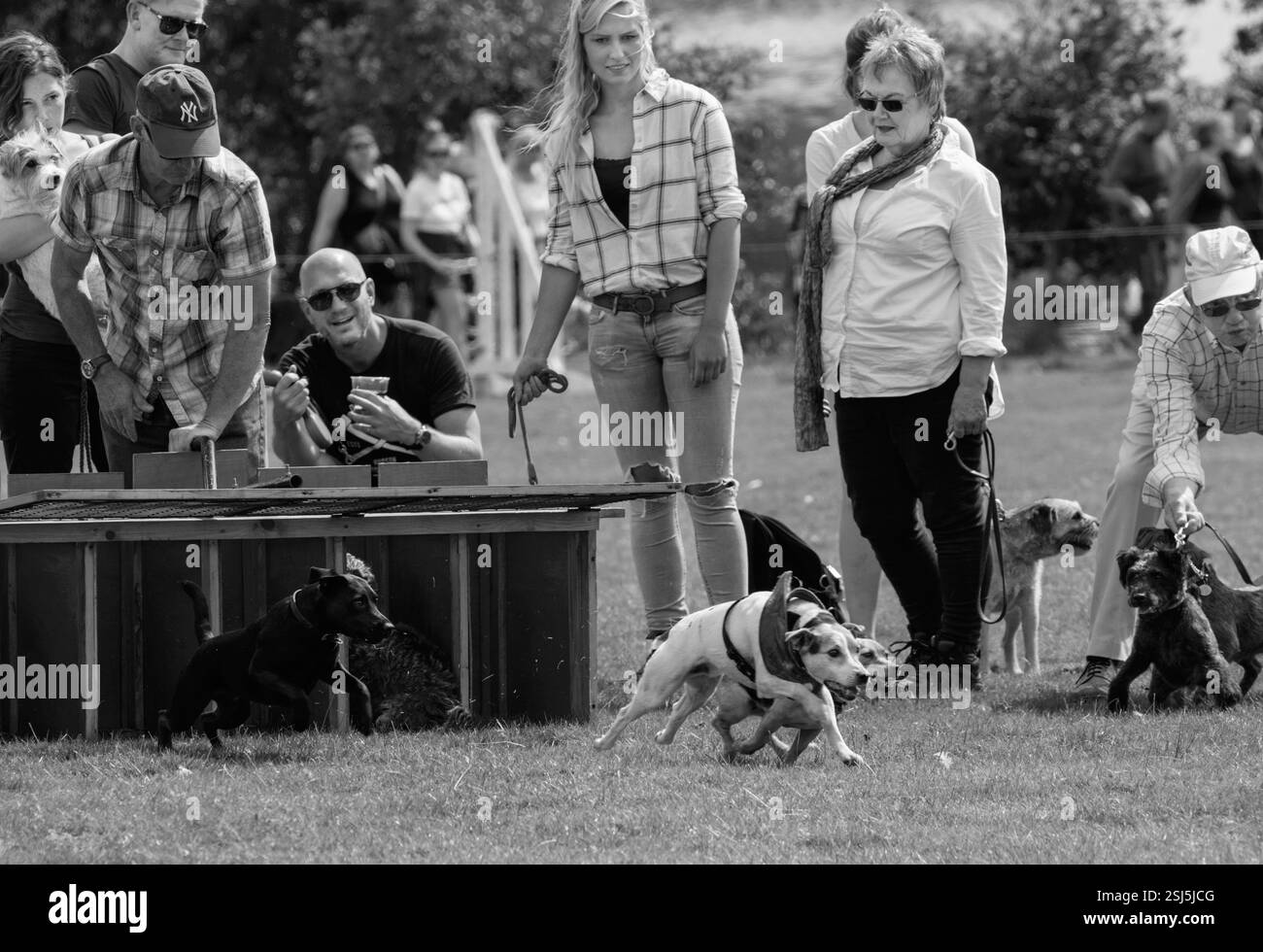 Several dogs are competing in a dog race as people watch from behind a barrier in Ripley, North Yorkshire, UK. Stock Photo
