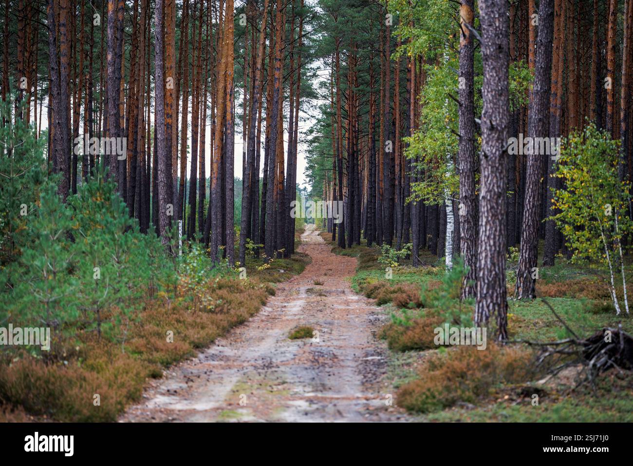 Road in forest in area of Lochow town, Masovia region of Poland Stock Photo