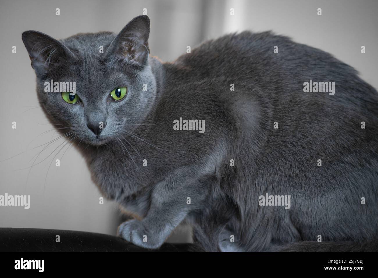 Beautiful Silver Blue cat with striking green eyes in a contemplative pose against a light background Stock Photo