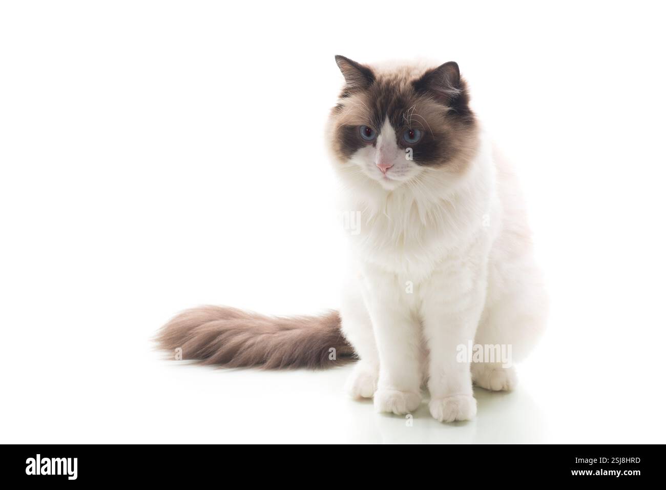 Bright-eyed Ragdoll pet, isolated on white background Stock Photo - Alamy