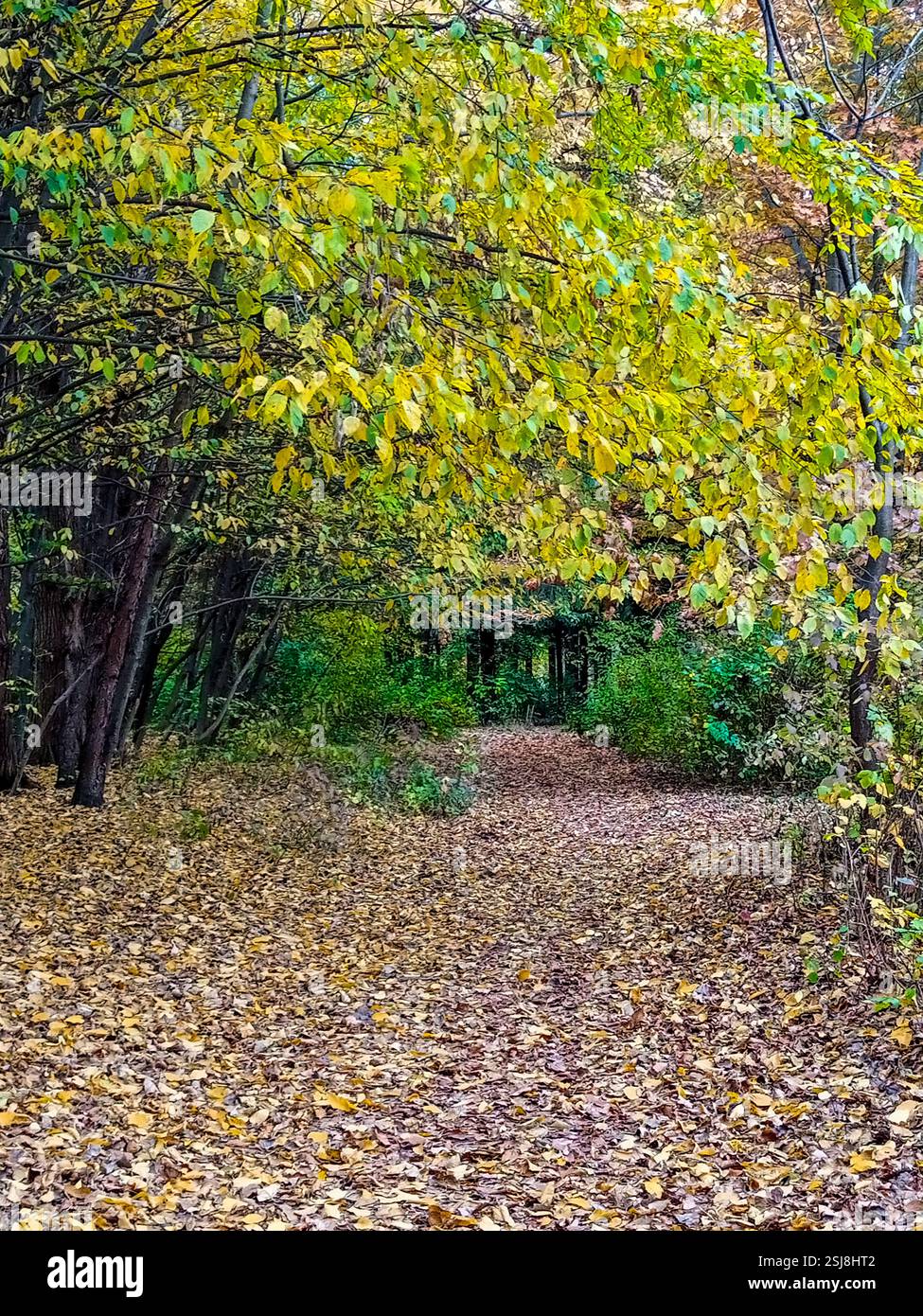 A tranquil pathway in a forest is covered with fallen leaves ...