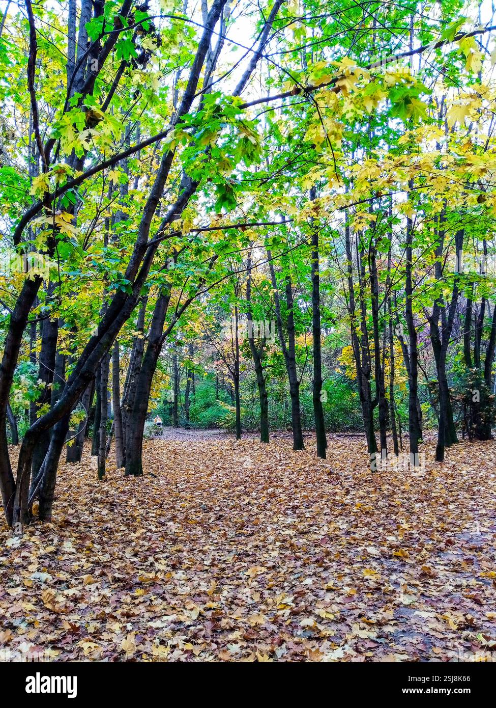 Vibrant autumn colors fill the forest as leaves carpet the ground. Tall ...