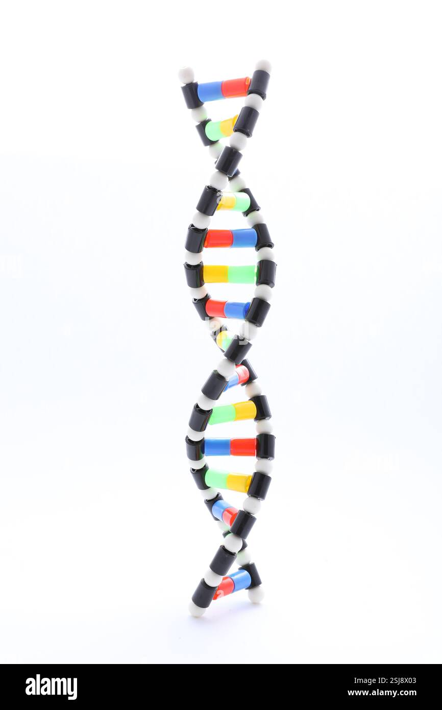 Colorful DNA structure model on white background Stock Photo - Alamy