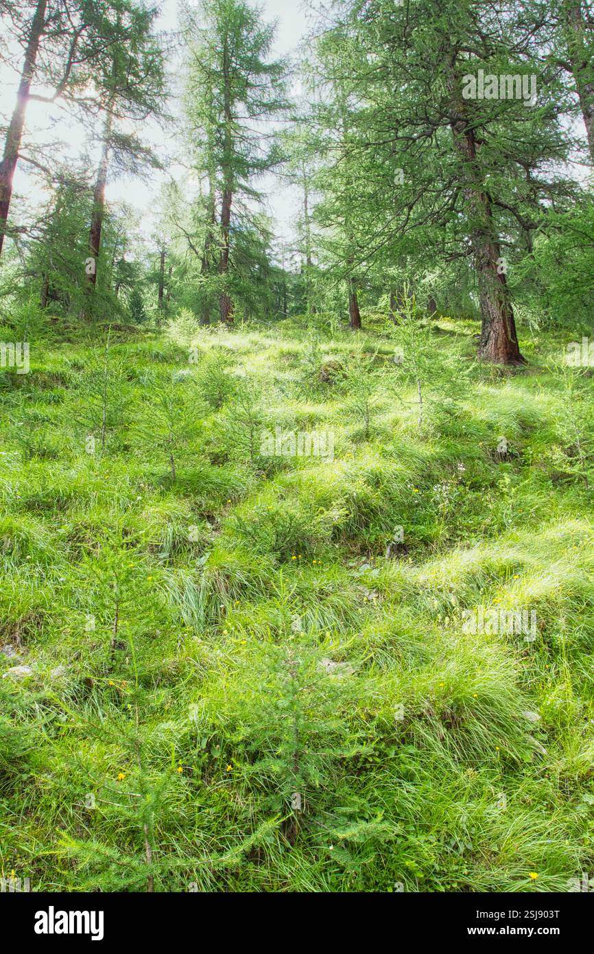 Sparse Forrest Sunlight filtering through forest canopy hi-res stock photography and ...