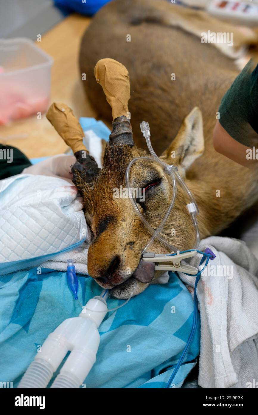 Anaesthetize mountain gazelle (Gazella gazella Stock Photo - Alamy