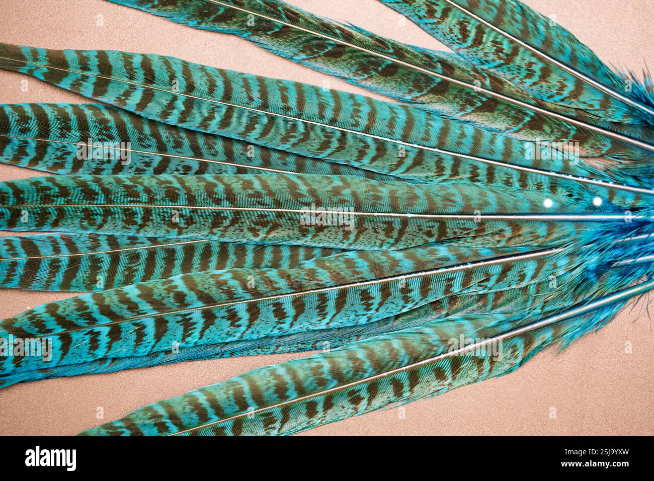 beautiful pheasant feathers close up on background Stock Photo