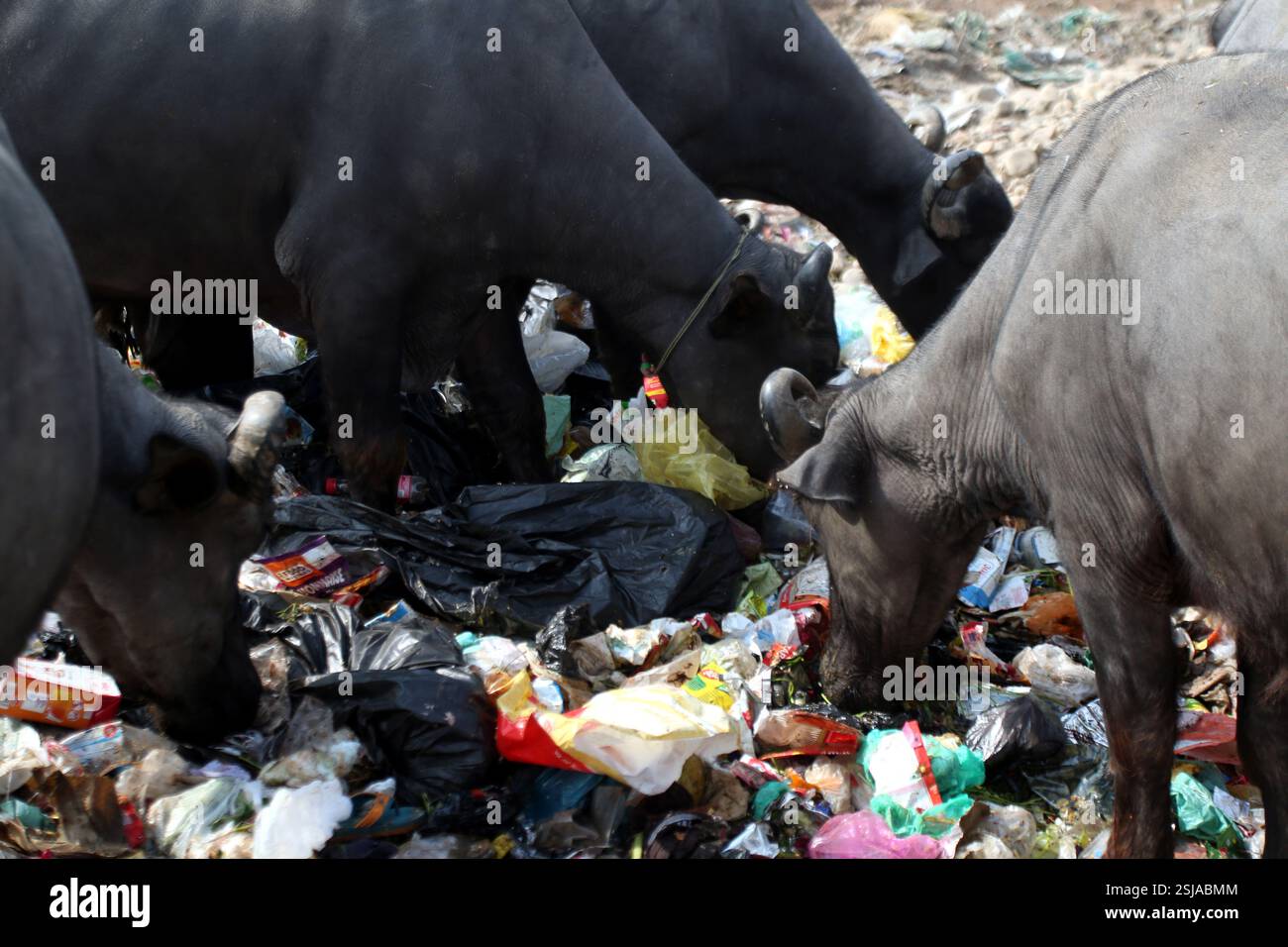 Jammu, India. 08th Feb, 2025. Buffaloes and cows feed on garbage near the railway bridge in Parmandal, Jammu, India, on February 8, 2025. While the Government of India promotes the Swachh Bharat Abhiyan, the reality on the ground tells a different story, with unmanaged waste posing a serious threat to both the environment and animal health. (Photo by Nisar Ul Haq Allaie/Pacific Press/Sipa USA) Credit: Sipa USA/Alamy Live News Stock Photo