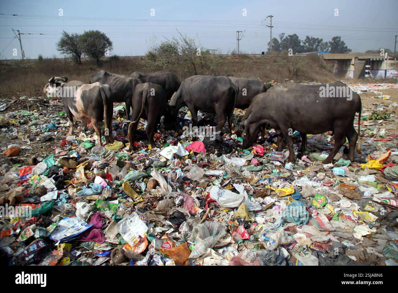 Jammu, India. 08th Feb, 2025. Buffaloes and cows feed on garbage near the railway bridge in Parmandal, Jammu, India, on February 8, 2025. While the Government of India promotes the Swachh Bharat Abhiyan, the reality on the ground tells a different story, with unmanaged waste posing a serious threat to both the environment and animal health. (Photo by Nisar Ul Haq Allaie/Pacific Press/Sipa USA) Credit: Sipa USA/Alamy Live News Stock Photo