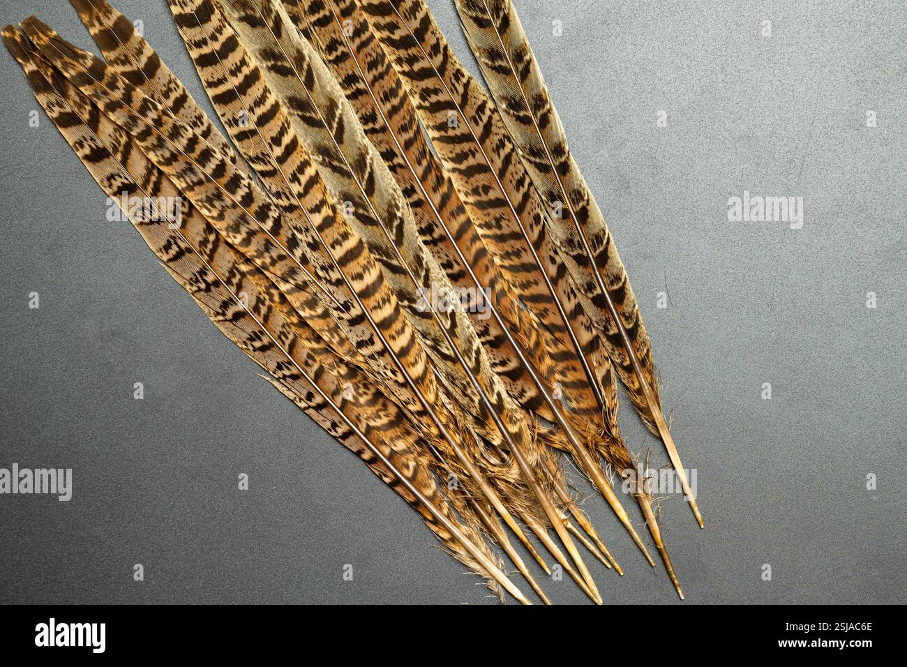 beautiful pheasant feathers close up on background Stock Photo