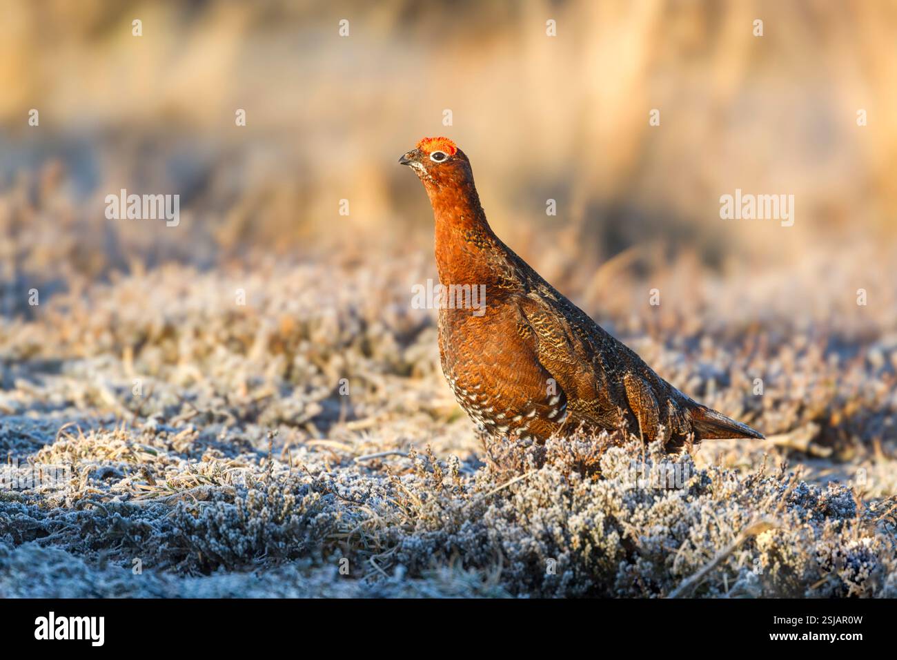 Male red grouse (Lagopus lagopus scotica) adult standing  in warm light on frost covered heather with eyebrows raised - Stock Image