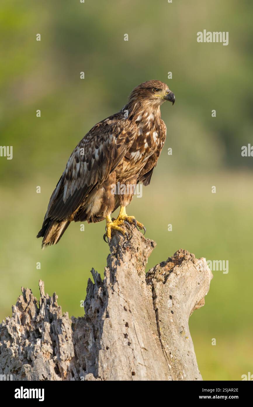 White-tailed eagle (Haliaeetus albicilla) side view of a juvenile sub adult bird perched on a rotting tree stump - Stock Image