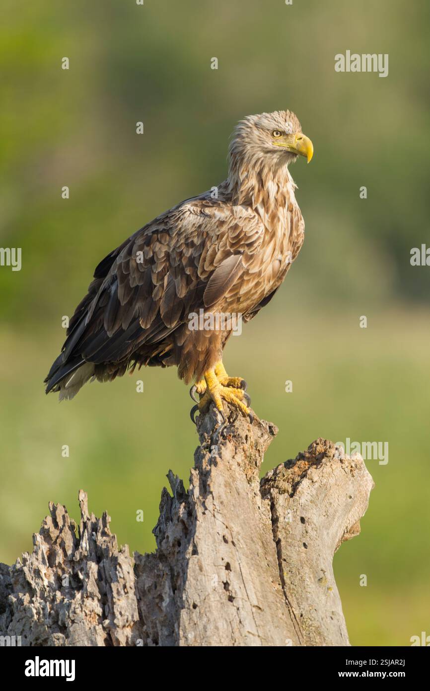 White-tailed eagle (Haliaeetus albicilla) adult male perched on a rotting tree stump, side view against a mottled green background - Stock Image