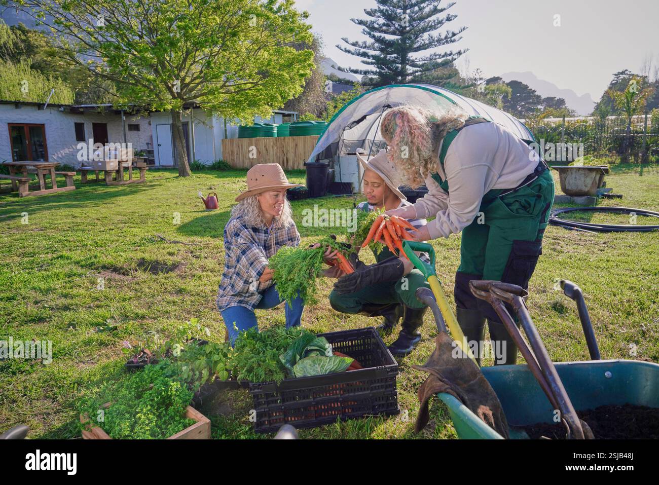 Group farmers picking vegetables hi res stock photography and images Group farmers picking vegetables hi res stock photography and images