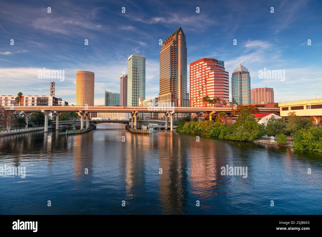 Tampa florida beautiful palm tree hi-res stock photography and images ...
