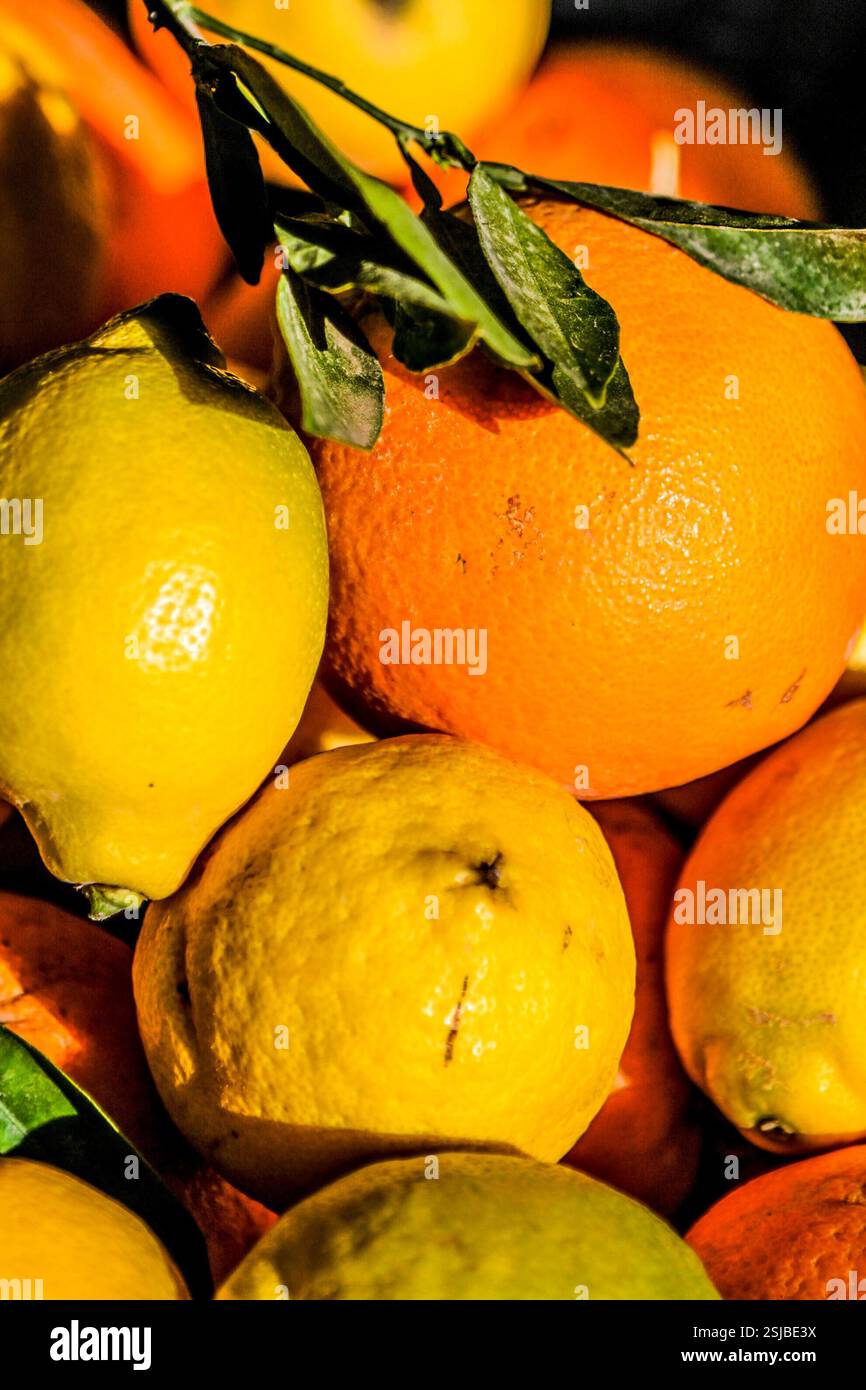 Spanien Andalusien Frisch vom Baum gepflückte Orangen Apfelsinen mit ...