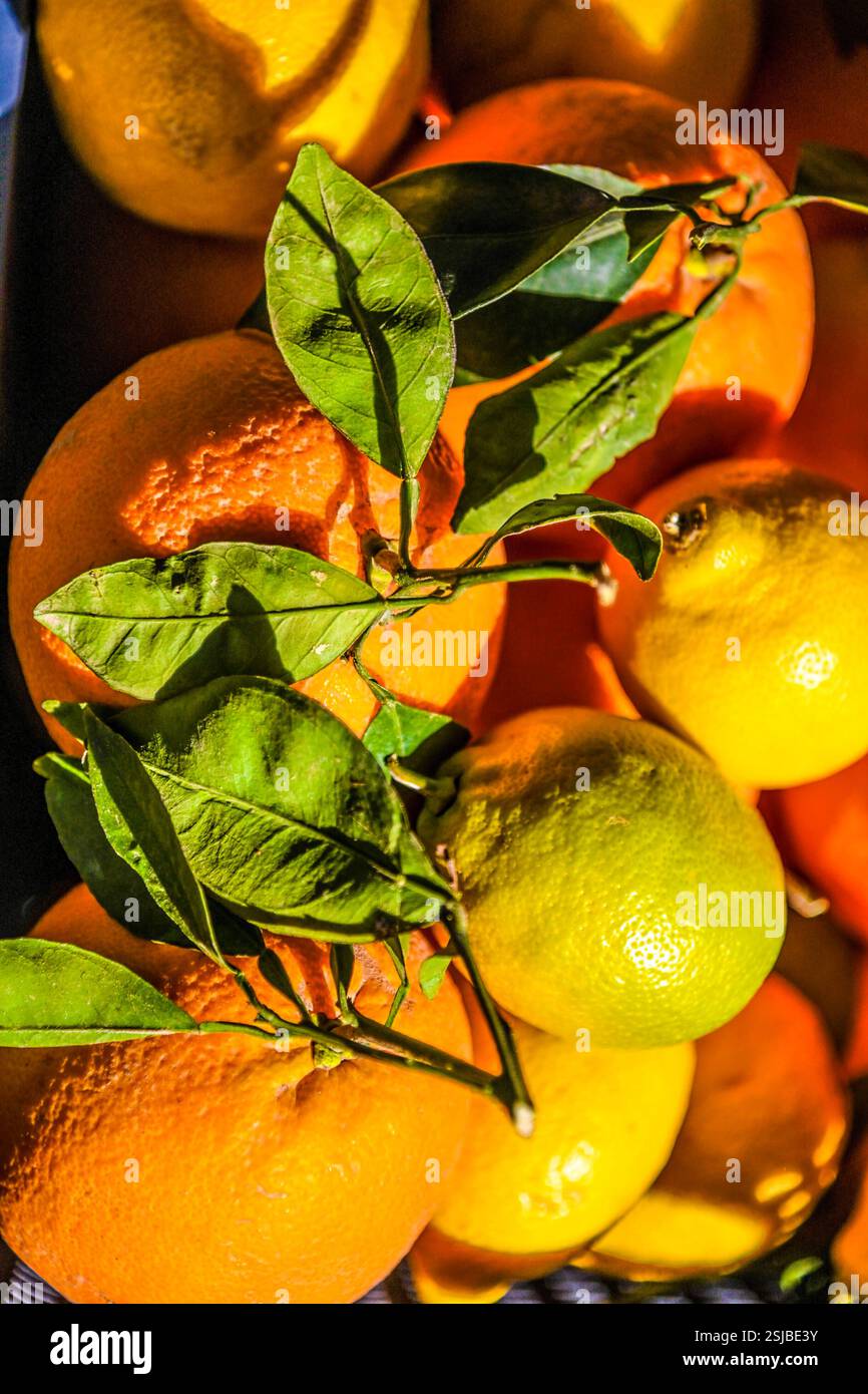 Spanien Andalusien Frisch vom Baum gepflückte Orangen Apfelsinen mit ...