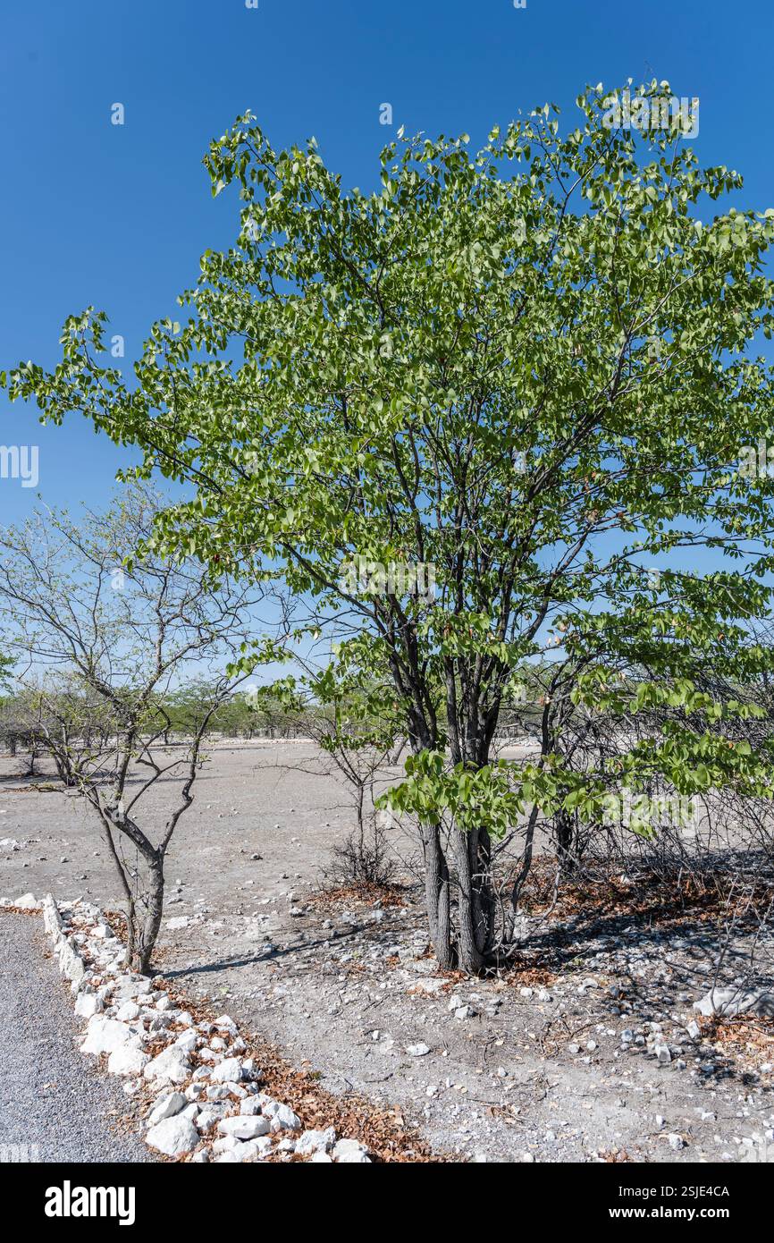 Mopane Tree Namibia Roots Mopani treeveld hi-res stock photography and images - Alamy