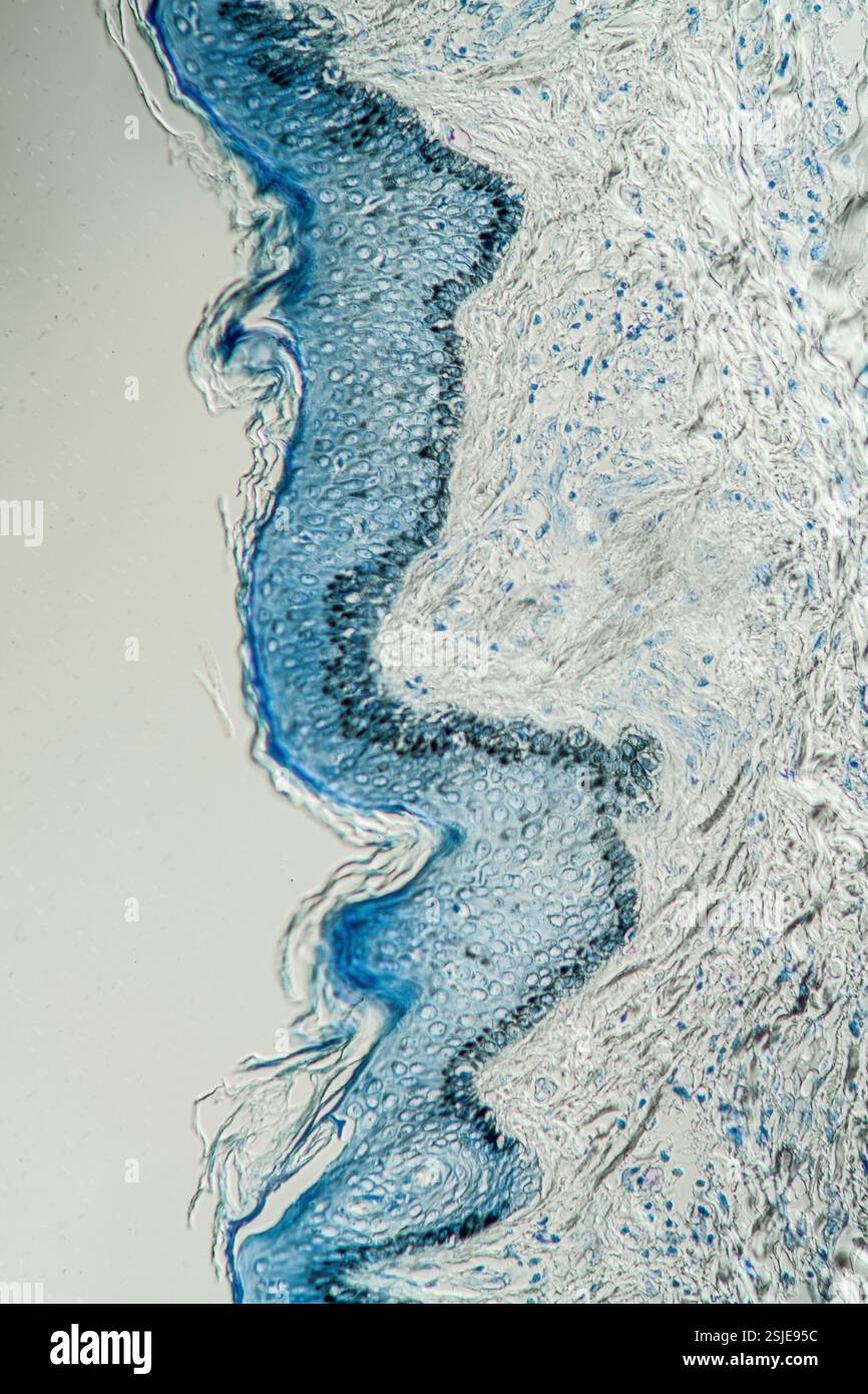 Skin cells magnified hi-res stock photography and images - Alamy