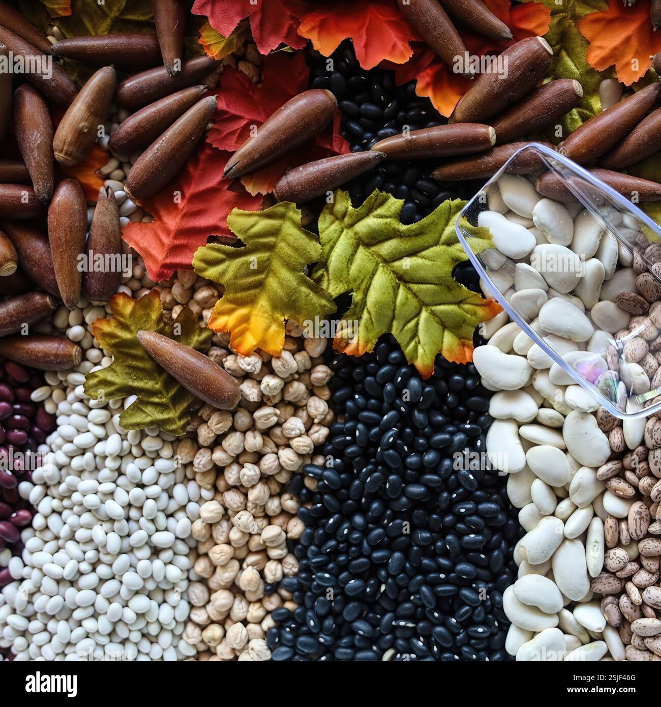 Top-down view of assorted beans, seeds, and acorns with autumn leaves ...