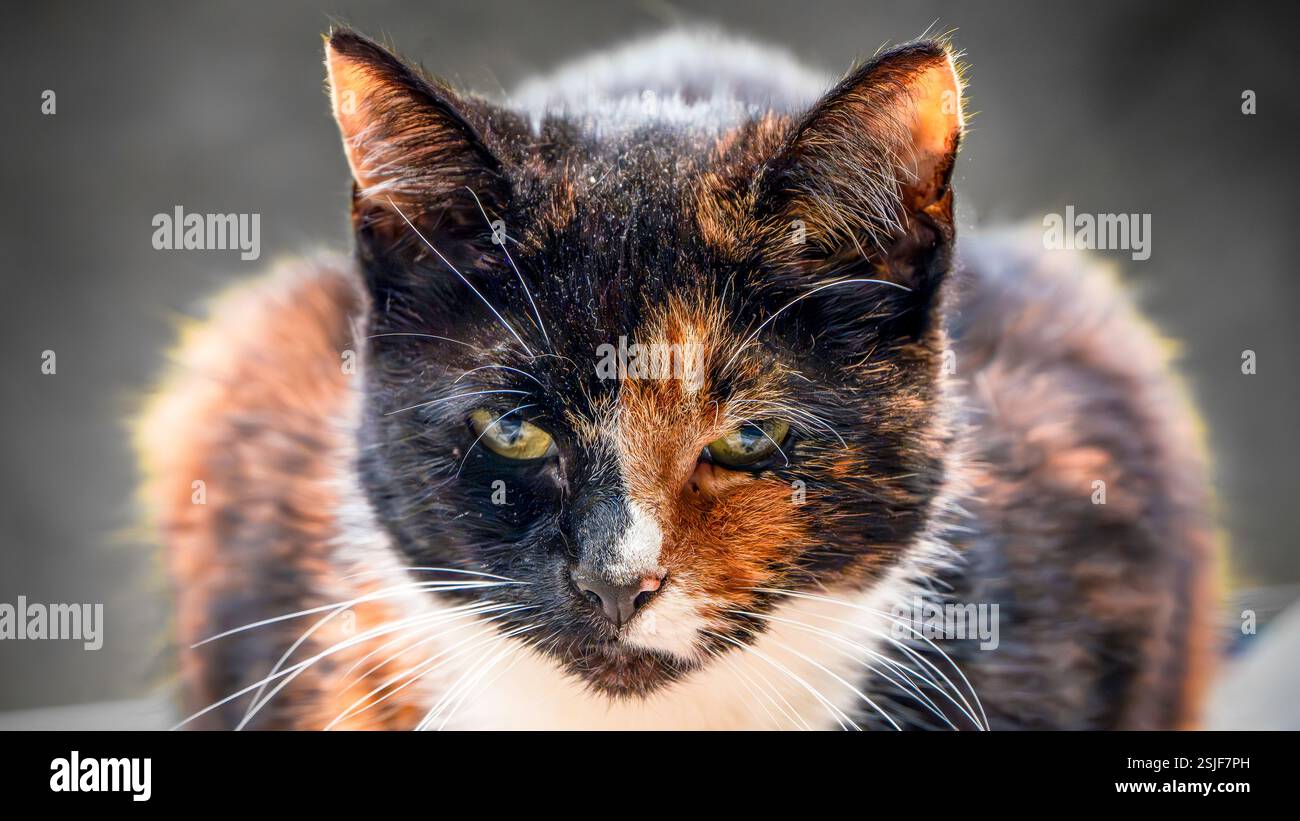 Intense Close-Up of a Tortoiseshell Cat With Piercing Yellow Eyes and Unique Fur Pattern Stock Photo