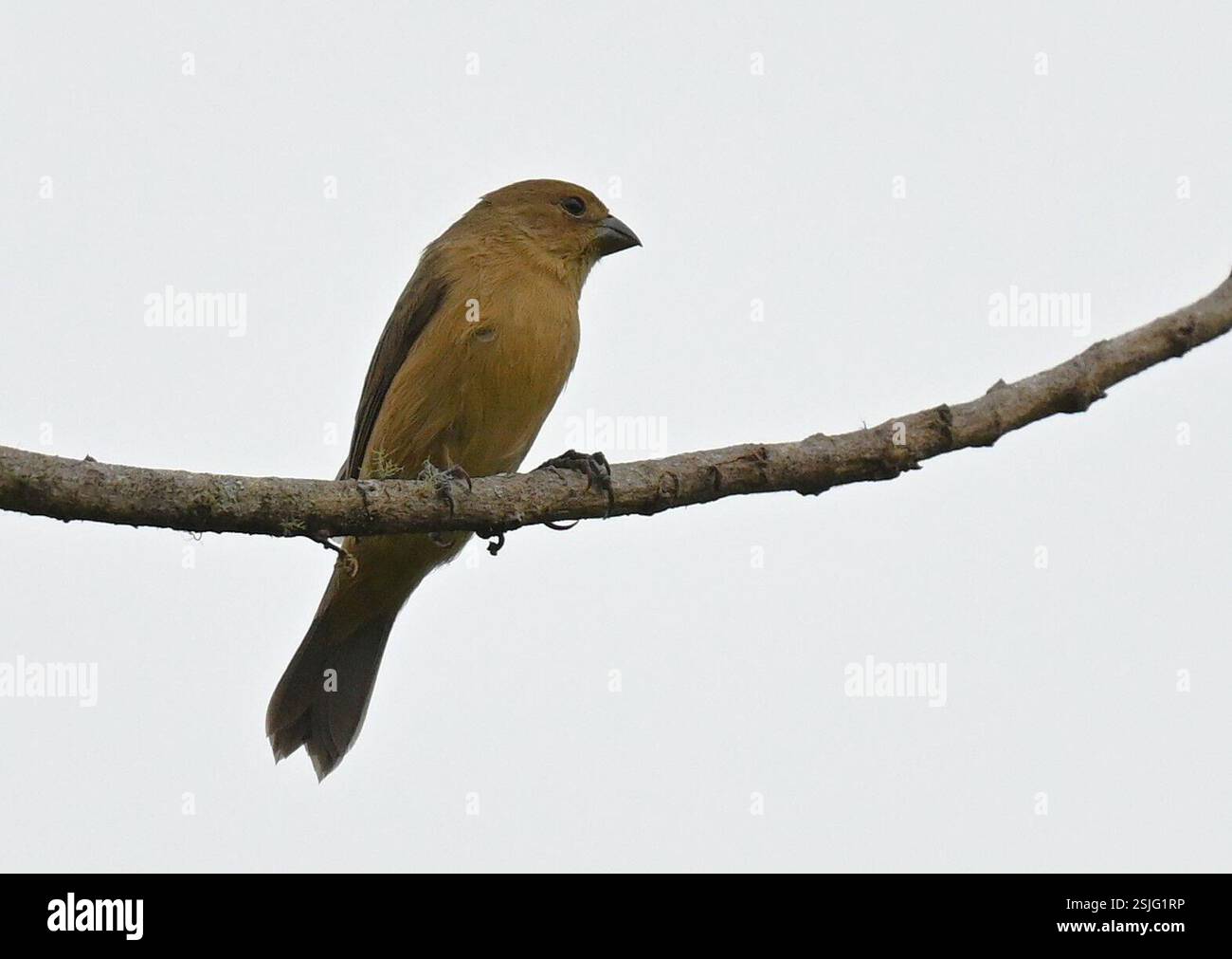 Chestnut-bellied Seedeater (Sporophila castaneiventris), Aves, Borja ...