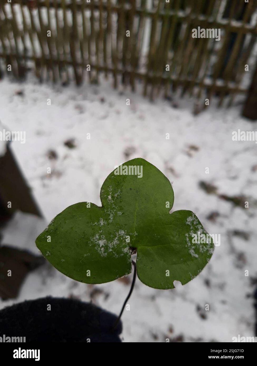 Liverlleaf Liverleaf (Hepatica nobilis), Plantae, Panevėžio r. sav., Lietuva Stock ...