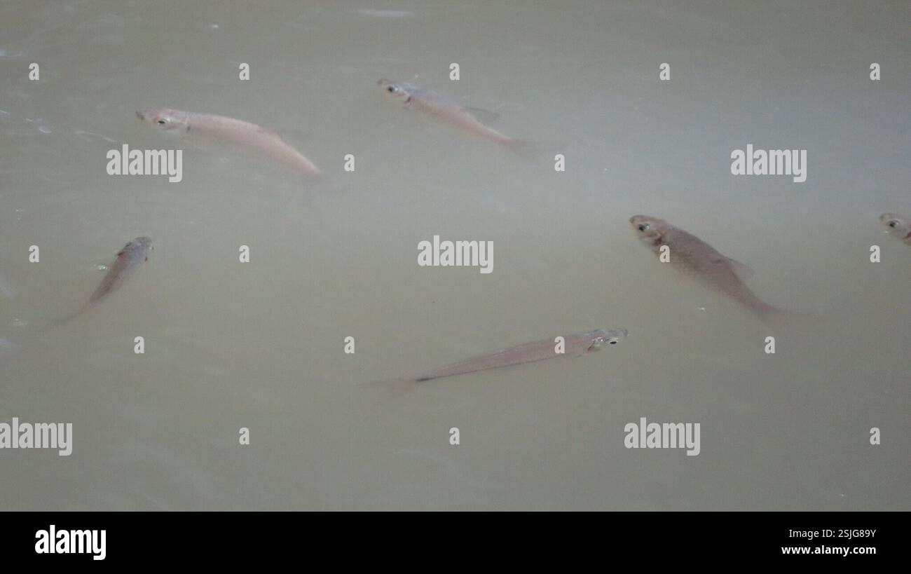 Barbonymus gonionotus hi-res stock photography and images - Alamy