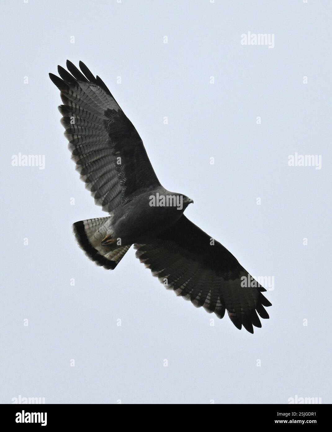 Variable Hawk (Geranoaetus polyosoma), Aves, Papallacta Antennas ...