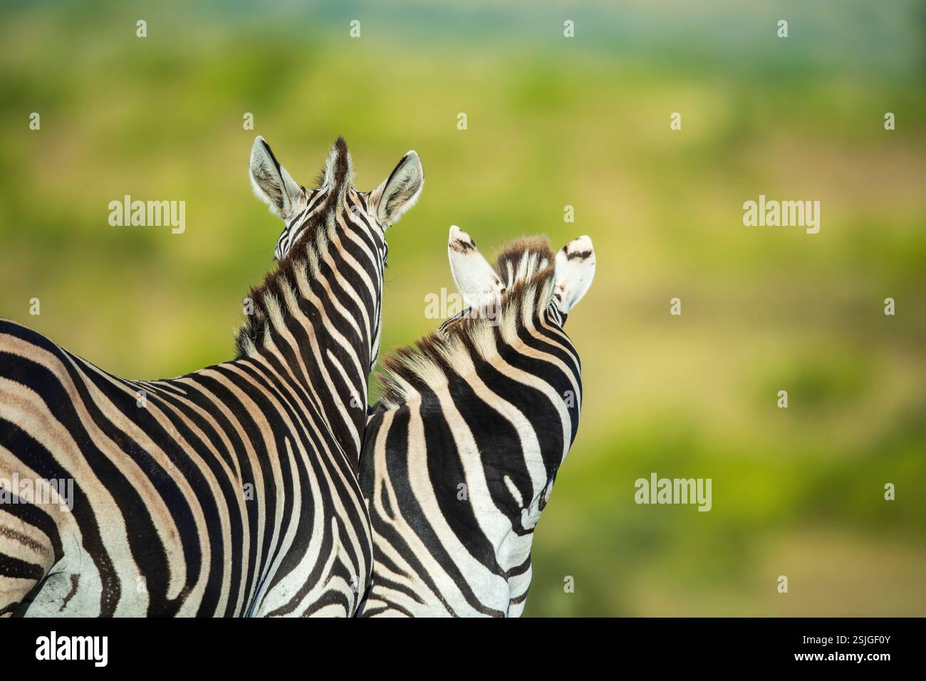 Zebras looking away, Addo Elephant National Park, South Africa Stock Photo