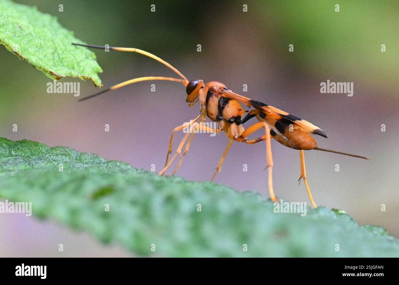 Ichneumonid Wasps (Ichneumonidae), Insecta, Cordillera Guacamayos ...