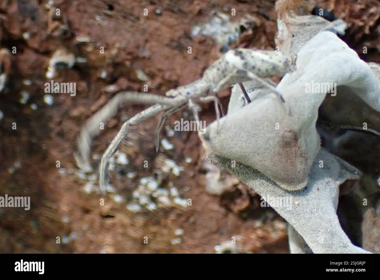 (Miagrammopes constrictus), Arachnida, Stentor, Ehlanzeni, South Africa ...