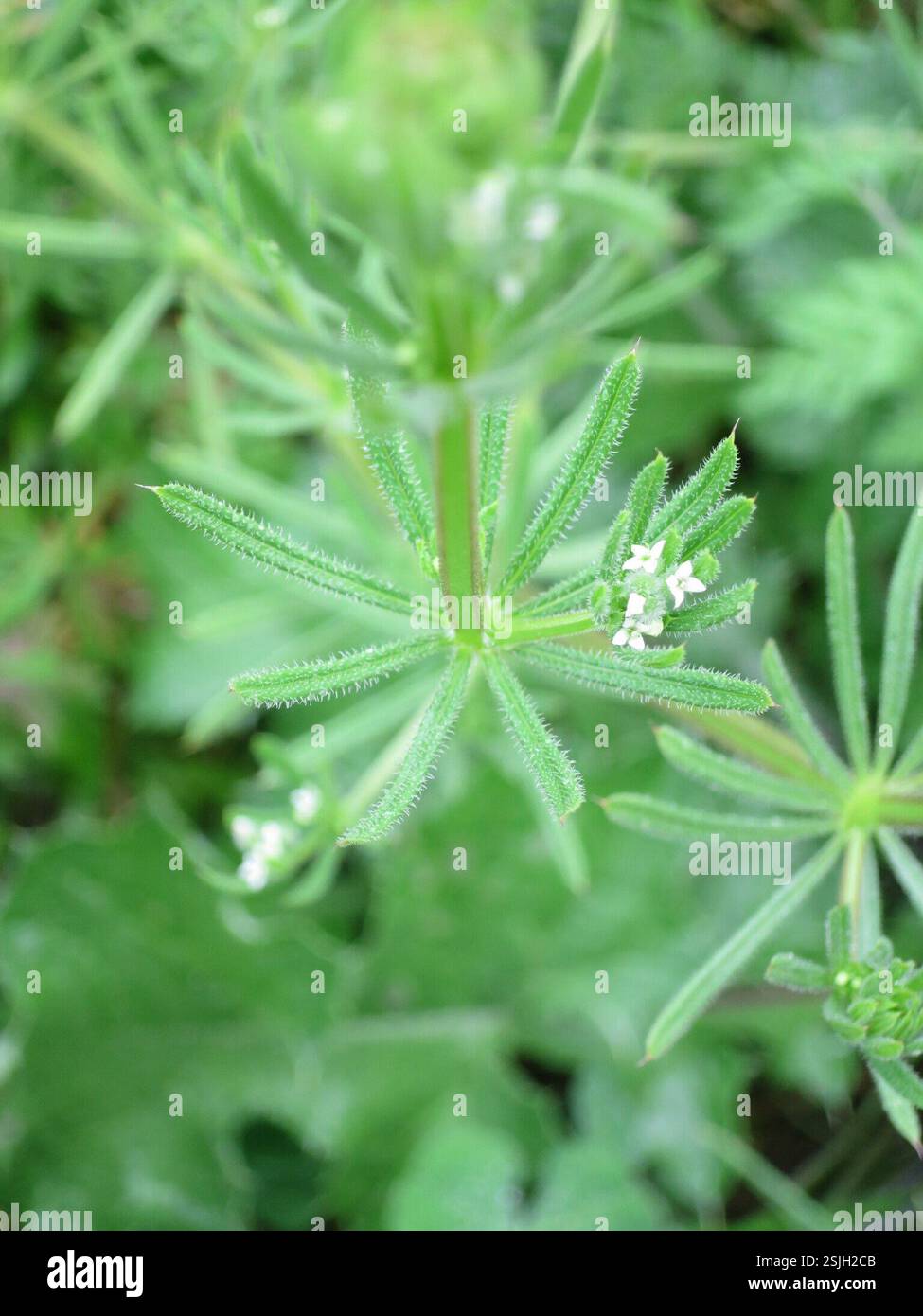 catchweed bedstraw (Galium aparine), Plantae, Grândola, Portugal Stock ...