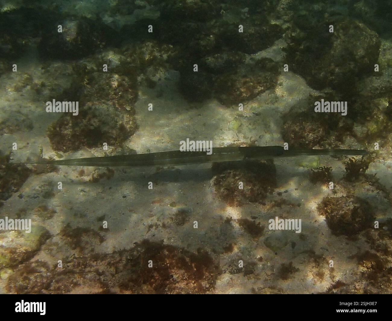 Blue spotted cornetfish hi-res stock photography and images - Alamy