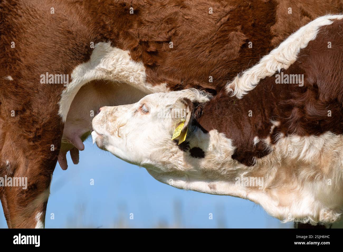 Calf sucking milk from cow hi-res stock photography and images - Alamy