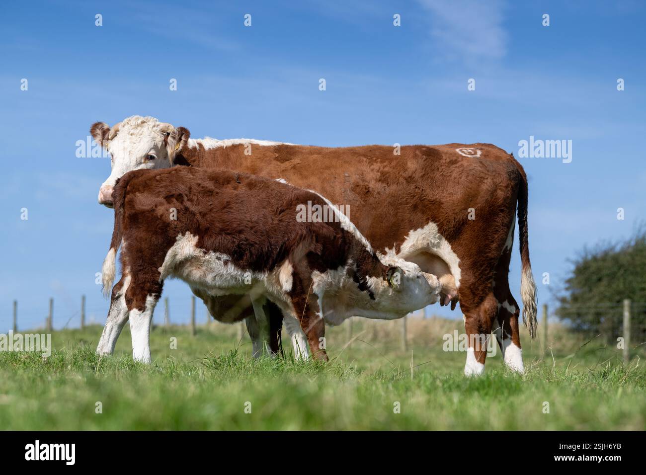 Calf sucking milk from cow hi-res stock photography and images - Alamy