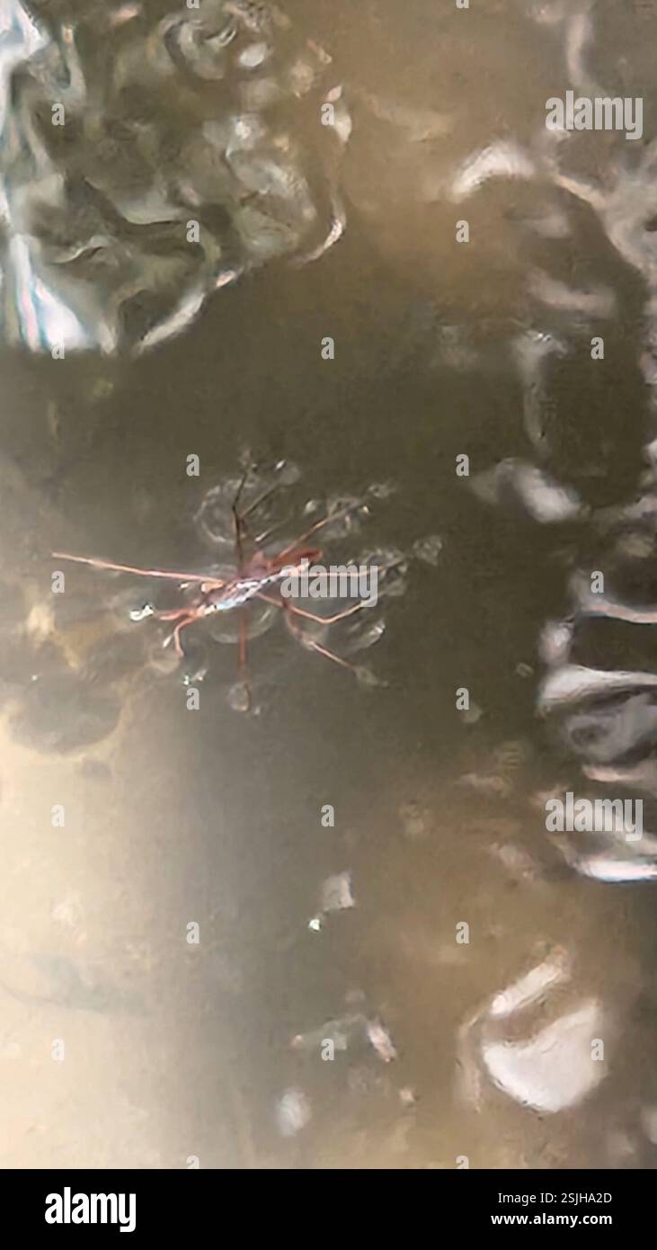 (Aquarius remigis), Insecta, Comondú, MX-BS, MX Stock Photo - Alamy