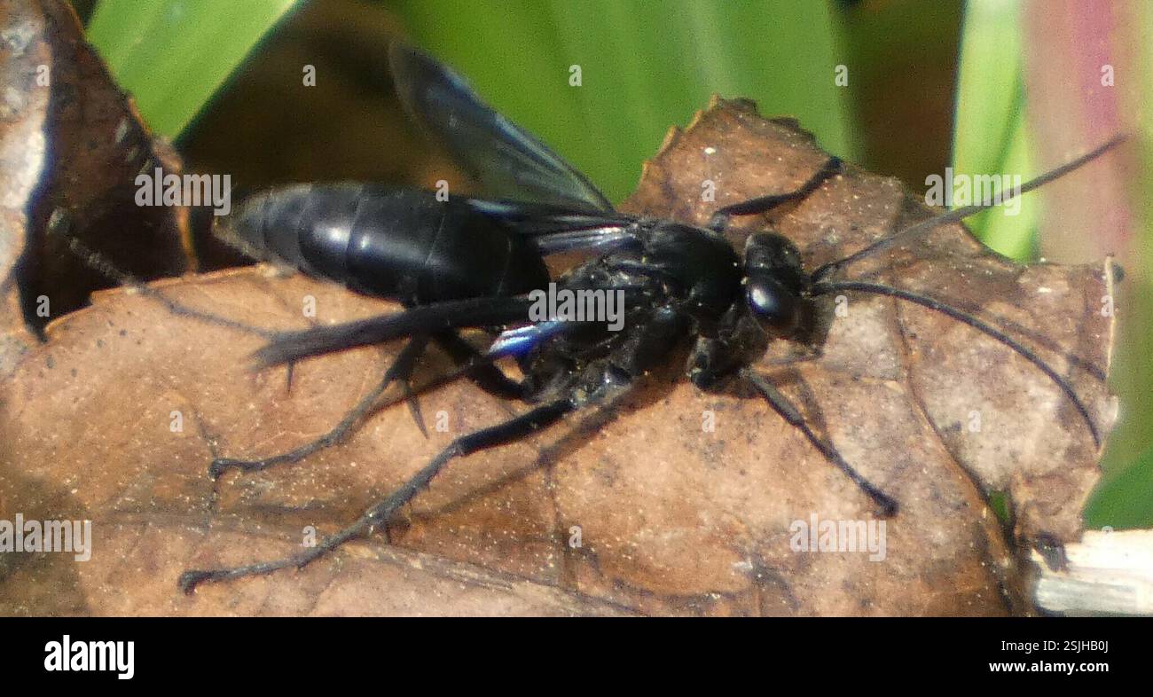 Blue-black Spider Wasps (Anoplius), Insecta, River Rd. Preserve: Putnam ...