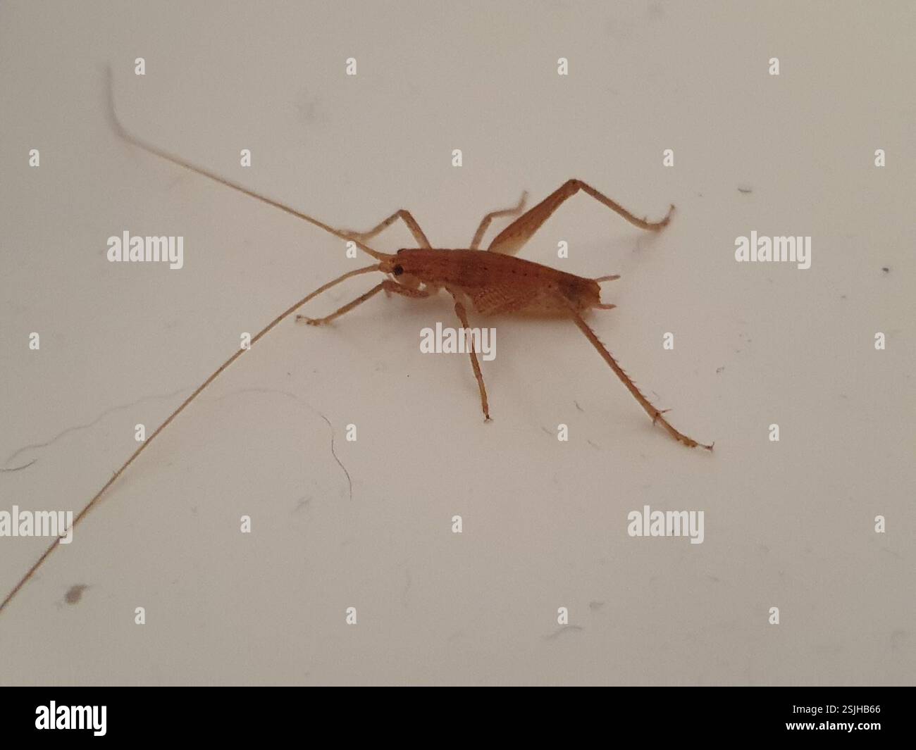 (Isoplectron parallelum), Insecta, Wellington, NZ-WG, NZ Stock Photo ...